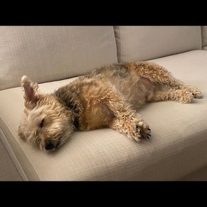 Meet your Posher, Tahreem